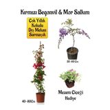 Nura Botanik Kırmızı Begonvil Çiçeği, Mor Salkım Ağacı Fidanı, Mezem Çiçeği Hediyeli Bahçe Peyzaj Seti