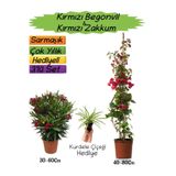 Nura Botanik Kırmızı Begonvil, Kırmızı Zakkum Fidanı, Kurdele Çiçeği Hediyeli 3'lü Peyzaj Seti