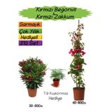 Nura Botanik Kırmızı Begonvil, Kırmızı Zakkum Fidanı, Tül Kuşkonmaz 3'lü Peyzaj Seti