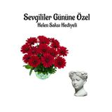 Nura Botanik Kırmızı Bodrum Papatyası, Helen Saksı Hediyeli, Çiçekli Bodur Bitki