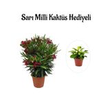 Nura Botanik Kırmızı Bodur Zakkum Fidanı, Sarı Milli Kaktüs Hediyeli