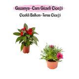 Nura Botanik Kırmızı Cam Güzeli + Pembe Gazanya Çiçeği Saksılı Set, 10-20 cm