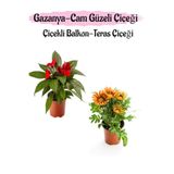 Nura Botanik Kırmızı Cam Güzeli + Turuncu Sarı Gazanya Çiçeği Saksılı Set, 10-20 cm