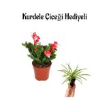 Nura Botanik Kırmızı Çiçekli Bodur Bitki, Hediyelik Kurdele Çiçeği
