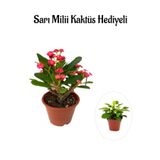 Nura Botanik Kırmızı Çiçekli Kaktüs, Milli Dikenler Tacı, Bodur Çiçekli Bitki, Sarı Mili Hediyeli