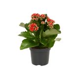 Nura Botanik Kırmızı Çiçekli Kalanşo (Kalanchoe) Çiçeği, İthal, Büyük Boy
