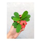 Nura Botanik Kırmızı Çiçekli Milli Dikenler Tacı, 1 Adet Saksılı, 5-10cm, Euphorbia