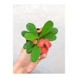 Nura Botanik Kırmızı Çiçekli Milli Dikenler Tacı, 5-15 cm Saksılı Bodur Çiçekli Bitki, Red Euphorbia
