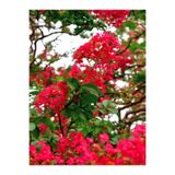 Nura Botanik Kırmızı Çiçekli Oya Ağacı Fidanı, 30-60 cm, 1 Adet Saksılı, Lagerstroemia Indica