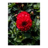 Nura Botanik Kırmızı Dahlia Yıldız Çiçeği Fidanı, 20-40 cm, Saksılı, İç/Dış Mekan Bitkisi
