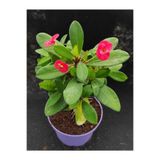 Nura Botanik Kırmızı Dikenler Tacı, 25-55 cm, Saksılı Euphorbia