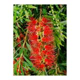 Nura Botanik Kırmızı Fırça Çalısı Çiçeği Fidanı, 60-80 cm, Saksılı, Callistemon