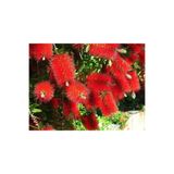 Nura Botanik Kırmızı Fırça Çalısı Çiçeği Fidanı, 80-100 cm, Torbalı/Saksılı