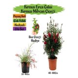 Nura Botanik Kırmızı Fırça Çalısı, Kırmızı Mercan Çiçeği, Buz Çiçeği Peyzaj Seti, 3'lü Set