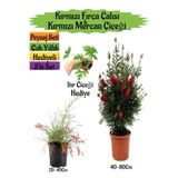 Nura Botanik Kırmızı Fırça Çalısı, Kırmızı Mercan Çiçeği, İtır Çiçeği Hediyeli Peyzaj Seti, 3'lü Set