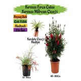Nura Botanik Kırmızı Fırça Çalısı, Kırmızı Mercan Çiçeği, Kurdele Çiçeği Peyzaj Seti, 3'lü Set