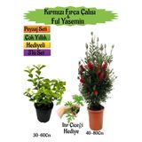 Nura Botanik Kırmızı Fırça Çalısı, Kokulu Ful Yasemin, İtır Çiçeği Hediyeli Peyzaj Seti, 3'lü Set