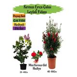 Nura Botanik Kırmızı Fırça Çalısı, Kokulu Mor Leylak Fidanı, Mini Kırmızı Gül Hediyeli Peyzaj Seti, 3'lü Set