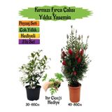 Nura Botanik Kırmızı Fırça Çalısı, Kokulu Yıldız Yasemin, Itır Çiçeği Peyzaj Seti, 3'lü Set
