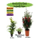 Nura Botanik Kırmızı Fırça Çalısı, Leylandi Fidanı, Mezem Çiçeği Peyzaj Seti, 3'lü Set