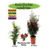 Nura Botanik Kırmızı Fırça Çalısı, Leylandi Fidanı, Mini Kırmızı Gül Hediyeli Peyzaj Seti, 3'lü Set