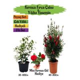 Nura Botanik Kırmızı Fırça Çalısı, Yıldız Yasemin, Telgraf Çiçeği Peyzaj Seti, 3'lü Set