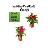 Nura Botanik Kırmızı + Fuşya Yeni Gine Cam Güzeli Çiçeği, 2 Adet Balkon Bitkisi, 10-15 cm