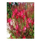 Nura Botanik Kırmızı Gaura Fidanı, 30-60 cm, Saksılı, Gaura Lindheimeri