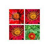 Nura Botanik Kırmızı Gazanya Koyun Gözü Çiçeği Fidanı, 15-35 cm, Tüplü, 10'lu Set