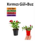 Nura Botanik Kırmızı Gül (15-25 cm) + Buz Çiçeği (5-10 cm) Saksılı Dış Mekan Bitkileri, 2'li Set