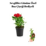 Nura Botanik Kırmızı Gül Fidanı, Buz Çiçeği Hediyeli, Çiçekli Bodur Bitki