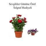 Nura Botanik Kırmızı Gül Fidanı, Telgraf Hediyeli, Tek Ebat