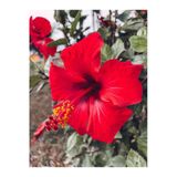 Nura Botanik Kırmızı Japon Gülü, 30-50 cm, 1 Adet Saksılı Çiçekli Bodur Bitki, Hibiscus Rosa-sinensis