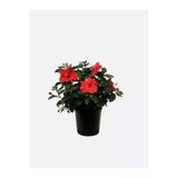 Nura Botanik Kırmızı Japon Gülü Çiçeği Fidanı, 40-45 cm, Saksılı