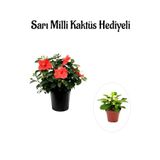Nura Botanik Kırmızı Japon Gülü Çiçeği, Sarı Milli Kaktüs Hediyeli, İç Mekan Bitkisi