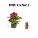 Nura Botanik Kırmızı Kalanşo Çiçeği, Kaktüs Hediyeli, Çiçekli Bodur Bitki