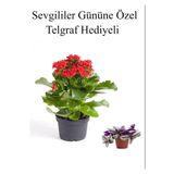 Nura Botanik Kırmızı Kalanşo Çiçeği, Telgraf Hediyeli, Bodur Çiçekli Bitki