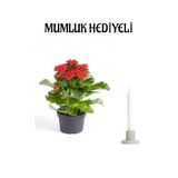 Nura Botanik Kırmızı Kalanşo (Kalanchoe) Çiçeği, Mumluk Hediyeli