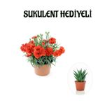 Nura Botanik Kırmızı Karanfil Çiçeği, Sukulent Hediyeli, Çiçekli Bodur Bitki