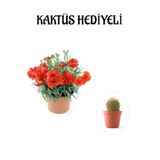 Nura Botanik Kırmızı Kokulu Karanfil Çiçeği, Buz Çiçeği Hediyeli, Çiçekli Bodur Bitki