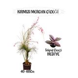 Nura Botanik Kırmızı Mercan Çiçeği 40-60 cm, Sakılı + Telgraf Çiçeği Hediye, Bahçe Teras Bitkisi