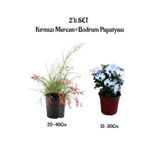 Nura Botanik Kırmızı Mercan Çiçeği Fidanı + Beyaz Bodrum Papatyası 2'li Bahçe Peyzaj Seti