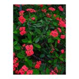 Nura Botanik Kırmızı Milli Dikenler Tacı Çiçeği, 1 Adet Saksılı, 15-25cm, Euphorbia, Bahçe-Salon Bitkisi