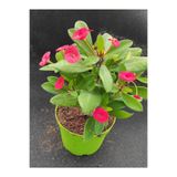 Nura Botanik Kırmızı Milli Dikenler Tacı Çiçeği Fidanı, 25-55 cm, Saksılı İç Mekan Bitkileri, Red Euphorbia