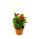 Nura Botanik Kırmızı Milli Dikenler Tacı Saksılı 15-30 cm İç Mekan Bitkisi Euphorbia