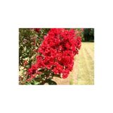 Nura Botanik Kırmızı Oya Ağacı Fidanı, 60 cm