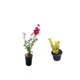 Nura Botanik Kırmızı Oya Ağacı Fidanı + Altuni Taflan 2'li Set Saksılı Bahçe Bitkisi