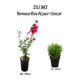 Nura Botanik Kırmızı Oya Ağacı Fidanı + Çalı Şimşiri 2'li Set, Saksılı Dış Mekan Bitkisi