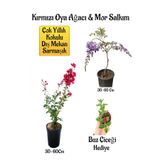 Nura Botanik Kırmızı Oya Ağacı Fidanı, Mor Salkım Ağacı Fidanı, Buz Çiçeği Hediyeli Bahçe Peyzaj Seti