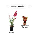 Nura Botanik Kırmızı Oya Ağacı Fidanı Saksılı, 40-60 cm, Yaprak Güzeli Hediyeli